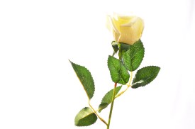 Rosa individual pimpollo cerrado rojo o blanco (3).jpg